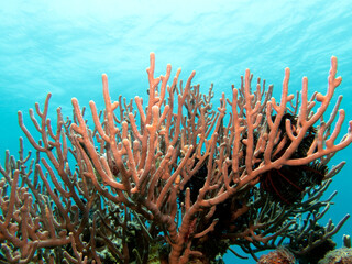 Rumphella Aggregata coral in a shallow reef Boracay Island Philippines © Paulo Violas