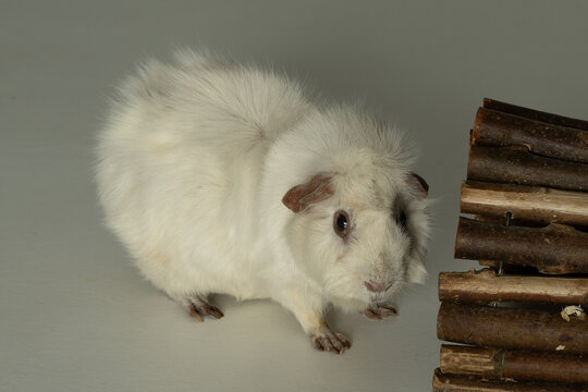 meerschweinchen tier natur nager