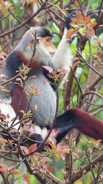 A colorful red shanked douc langur monkey rests comfortably among lush leafy branches while eating fresh young leaves in a vibrant tropical forest setting.