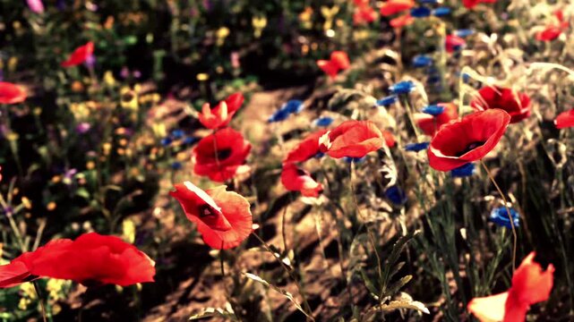 Poppies and other colorful flowers grow in a field on a bright spring day. The sunlight highlights the vibrant blooms and green leaves. Bees buzz around, pollinating the plants.