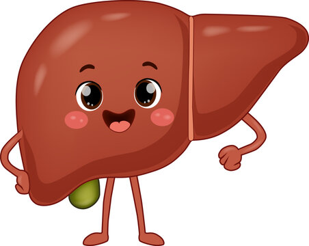 Cute Happy Liver Cartoon Character with Smiling Face, Human Anatomy Mascot Illustration. Kawaii Human Liver Character with Gallbladder, Funny Healthcare Anatomy Illustration