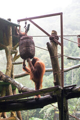 An orangutan reaching for a woven basket hanging from a metal frame in a zoo enclosure. The enrichment activity encourages natural foraging behavior. Misty rainforest background. © Damasus