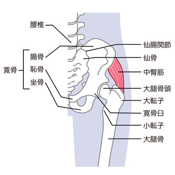 中臀筋　骨盤周辺の骨　股関節