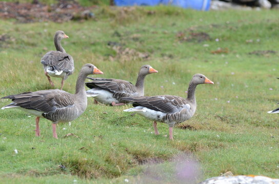  Greylag Geese, Anser anser, Goose, Anser , Outer Hebrides, Scotland, UK