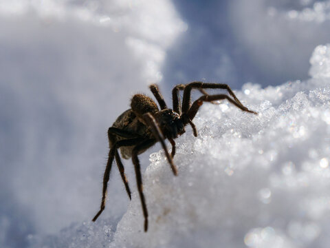 A wolf spider crawling across the snow in the high Himalayas of Nepal