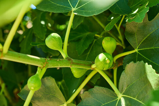Fruchtansatz des Feigenstrauchs, Fruchtansatz des Feigenbaums, Ficus carica 