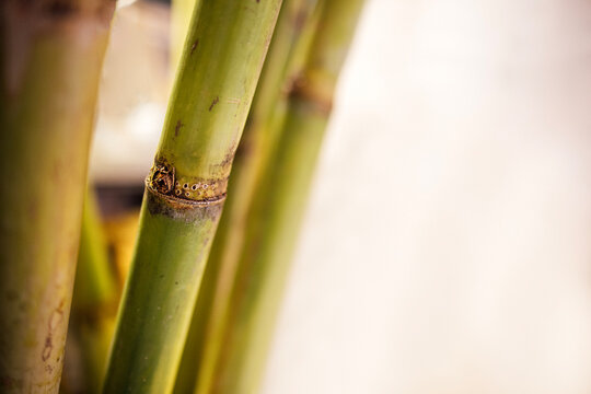 Close-up view of green bamboo stalks with visible nodes and texture against a blurred background, showcasing natural beauty and organic elements