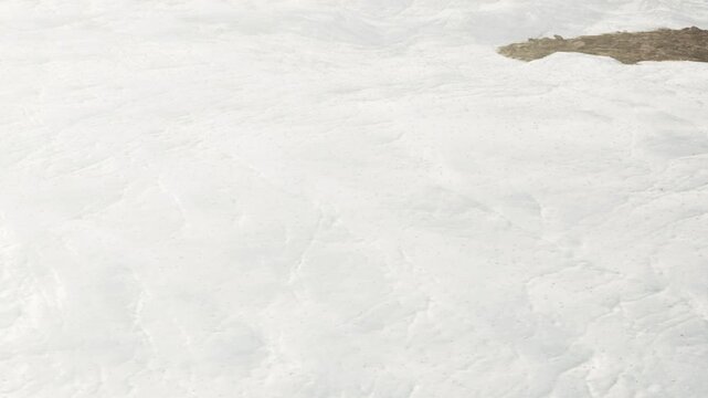 A white snow covered area has a small dark patch showing through the snow. This is seen in a winter setting with no people or animals present.