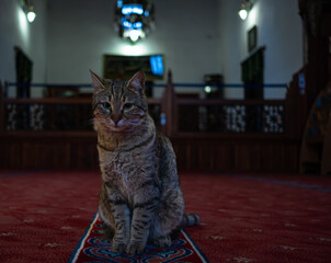 A tabby cat sitting in the center of a traditional mosque interior on a colorful prayer rug. The cat faces the camera while the wooden architectural details, prayer area and softly lit interior create © amator_imaginer 