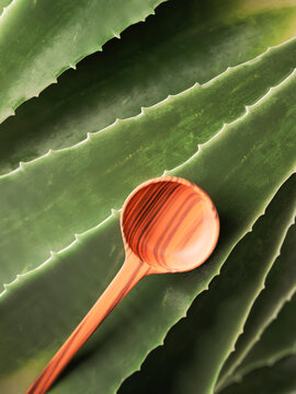 Natural wooden spoon resting on fresh aloe vera plant leaves for skincare