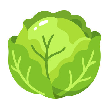 Large round green cabbage with layered overlapping leaves and visible curved veins, illustrated as a fresh flat vegetable and farm crop icon.