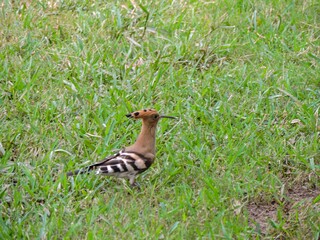 Eurasian hoopoe foraging on a grassy lawn. © Bilal Ahmed