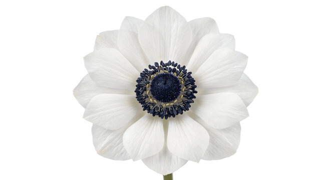 White anemone flower with dark center isolated on transparent background