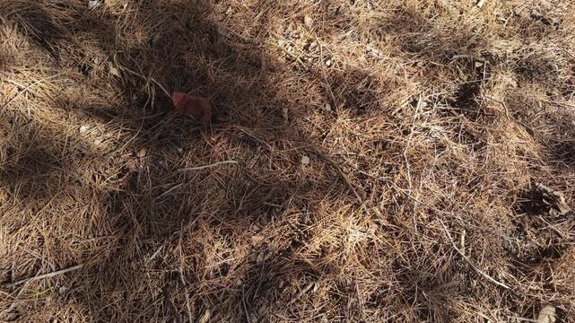 Pine forest floor with dry needles, natural texture and soft shadows