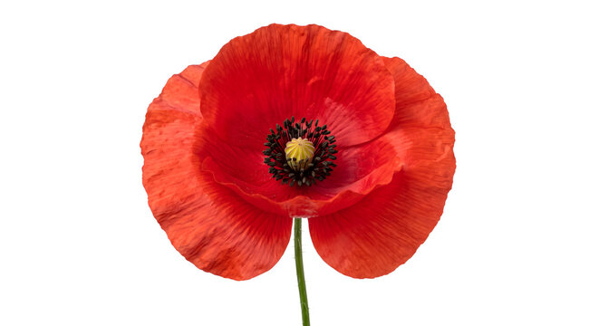 Red poppy flower with stem isolated on transparent background