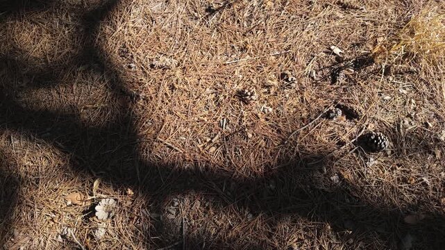 Pine forest floor with dry needles, natural texture and soft shadows