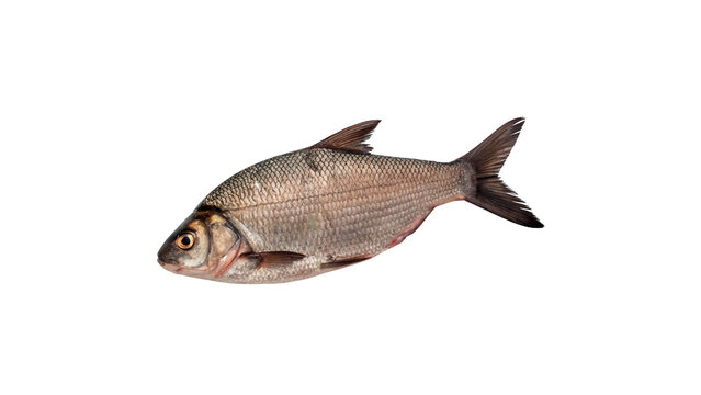 Whole fresh raw bream fish on plain background isolated on transparent background