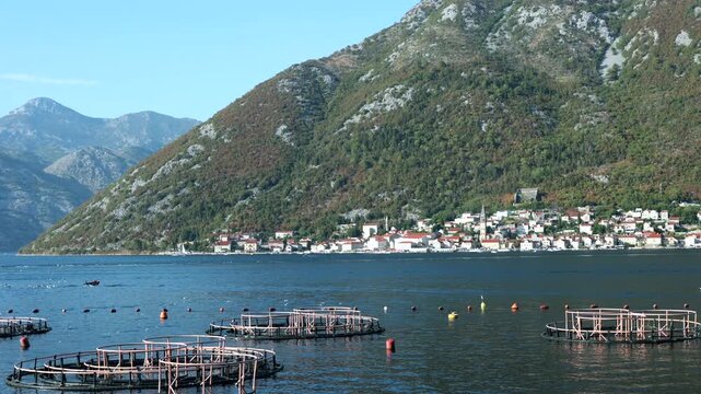 Fish farm cages floating in a coastal bay with a seaside town and mountains in the background on a clear sunny day.
