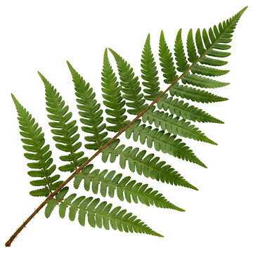 Single Green Fern Leaf Frond Isolated on Black Background