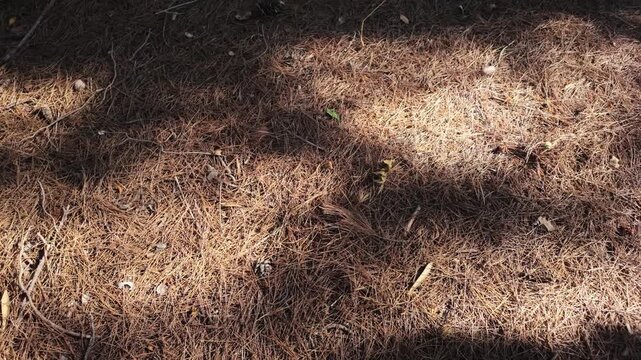 Pine forest floor with dry needles and natural textures viewed from above