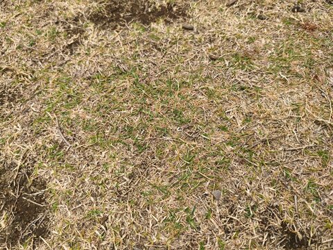 green grass texture