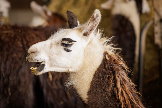 Llama