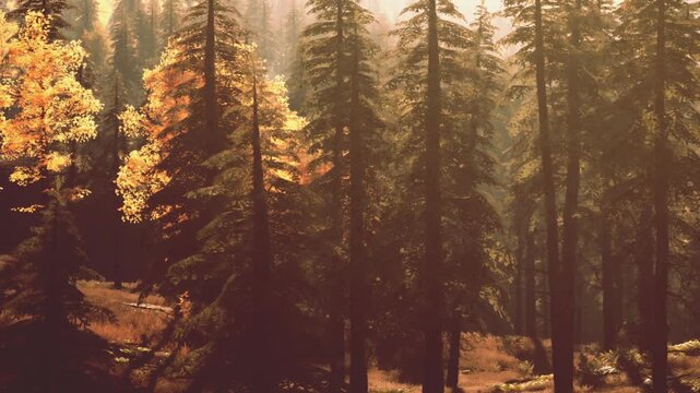 Tall trees stand together in a forest during sunset. Soft light filters through the branches, creating shadows on the ground. The scene shows the beauty of nature and changing seasons.