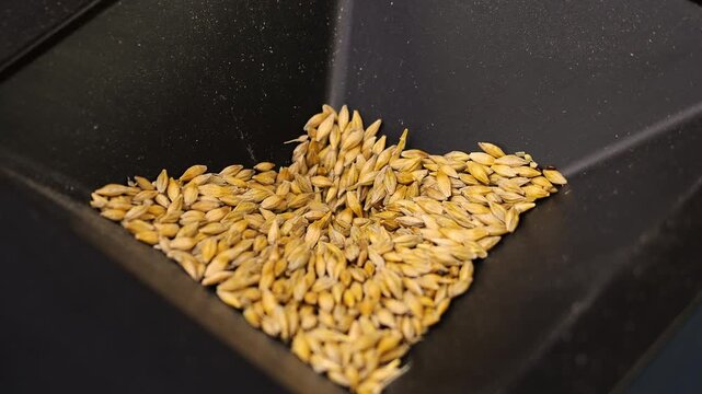 Close-up of grain gradually moving into a laboratory analyzer during quality testing, showing agricultural crop analysis and modern grain inspection process.