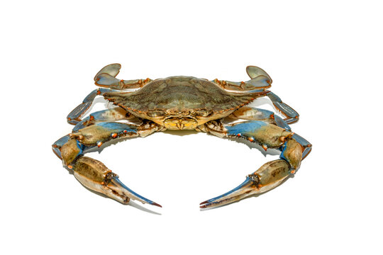 Whole blue crab (Callinectes sapidus) isolated on a white background. Perfect for seafood market packaging, restaurant menus, culinary recipes, marine biology, and fresh fish market concepts