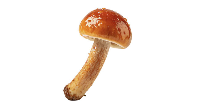 Fresh wild forest porcini mushroom with thick stem isolated on transparent background