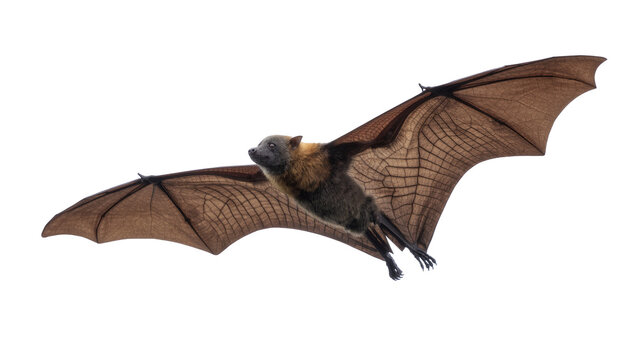 Brown flying fox bat with large wings spread, isolated on transparent background