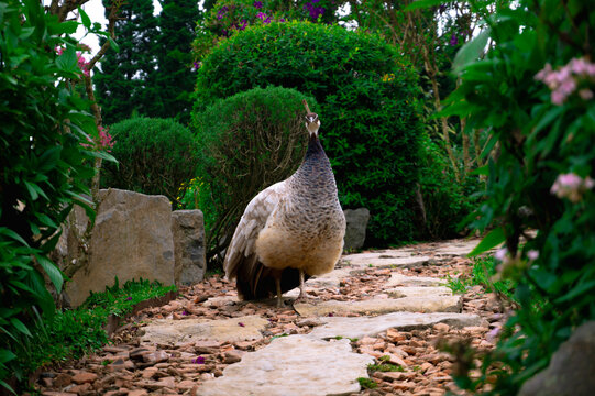 Female Peacock Walking On Garden Path