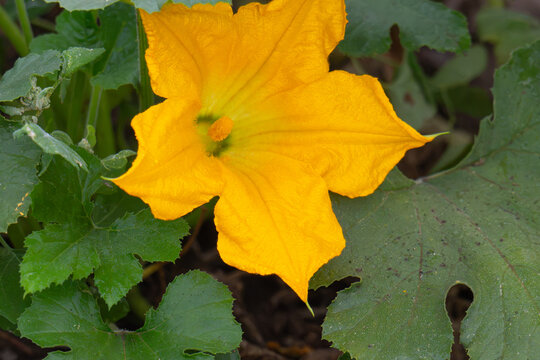Close-up of a pumpkin flower