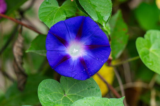 A beautiful bindweed flower in the vegetable garden