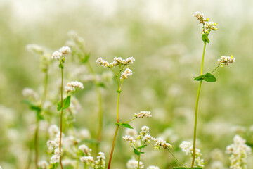 Obraz premium Close-up of a blooming buckwheat field