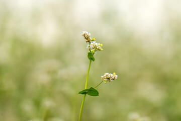 Obraz premium Close-up of a blooming buckwheat field