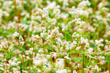 Obraz premium Close-up of a blooming buckwheat field