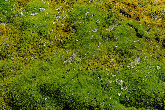 View of vibrant green moss covered in glistening water droplets in Rangarthing ytra, Iceland.