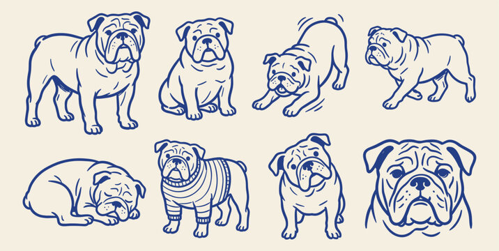 English bulldog breed poses puppy portrait and dog in sweater line art doodle icon set on beige background