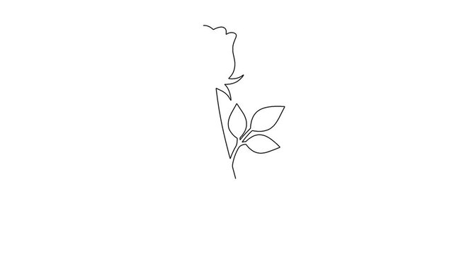 Elegant rose flower drawing process on white background using continuous line art style.