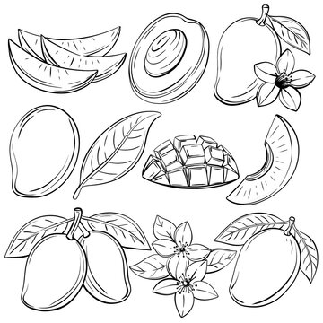 Mango collection with whole fruit, sliced pieces, cut mango with seed, tropical flower and mango leaf, drawn as elegant linear vector illustrations with botanical details