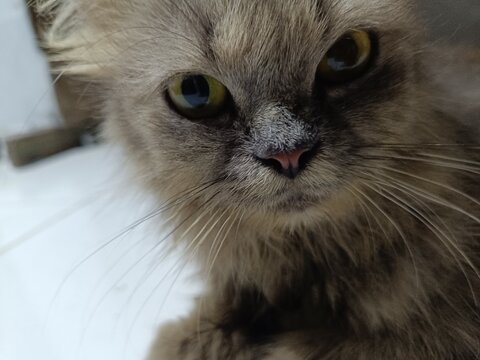 Cute long hair gray cat face with intense eyes looking forward