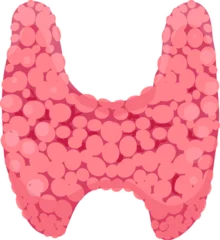 Thyroid gland anatomical illustration depicting the endocrine system organ © Tartila