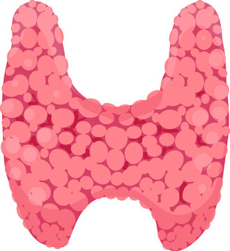 Thyroid gland anatomical illustration depicting the endocrine system organ