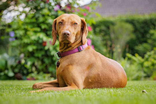 Magyar Vizsla