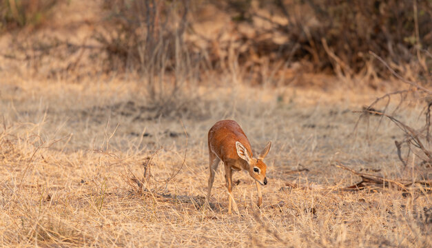 Steenbok Also known as  Steinbuck or Steinbok in the Makgadikgadi Pans National Park, Botswana, Africa