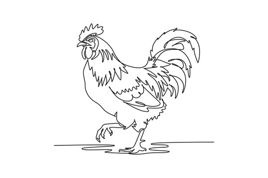 Single one line drawing animal farm rooster walking proud on ground, showing arched tail feathers, head crest, beak, domestic poultry livestock. Continuous line draw design graphic vector illustration