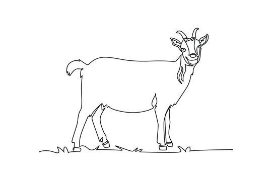 Single continuous line drawing goat standing quietly on pasture ground. Alert horn, head turned forward, hooves, domestic livestock, rural agriculture. One line draw graphic design vector illustration
