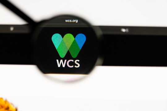Milan, Italy 2026, 15 AGO Closeup of WCS website page on a laptop screen. Focus on WCS logo under a magnifying glass.