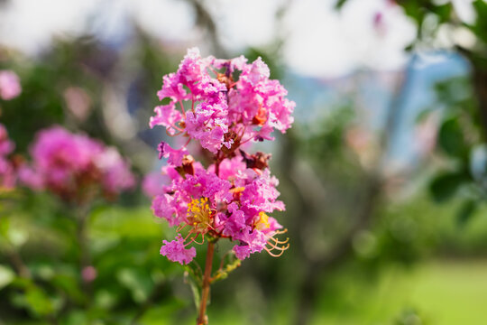 Crepe myrtle, Lagerstroemia indica. Close-up of vibrant pink flowers with green leaves in a garden setting. The background features blurred greenery and hints of distant hills.